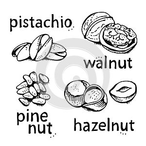 Nuts set vector set, various nuts hand drawn illustration