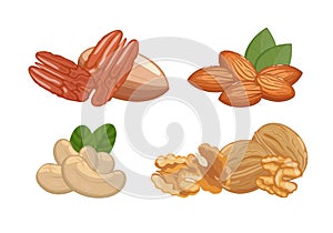 Nuts set of walnuts, almonds, cashews and pecans, healthy snack, vector illustration isolated on white background