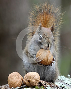 Nuts For Squirrels