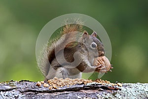 Squirrel Finds a Nut photo