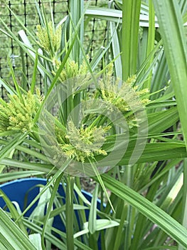 Nutsedge Plants - Tall Grasses - Cyperus - Edible Foraging