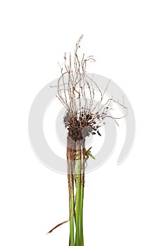 Nutsedge Roots on White Background