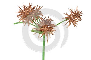 Nutsedge Seeds Ready to Drop