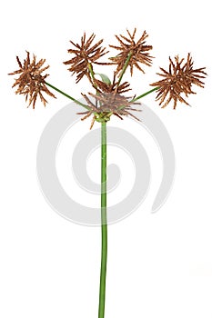 Nutsedge Seeds Ready to Drop