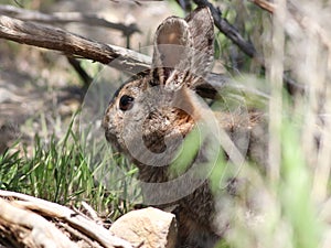 Nuttall's cottontail - Sylvilagus nuttallii