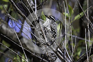 A Nuttall's Woodpecker in a tree