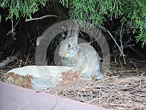 Nuttallah rabbit prepares to run