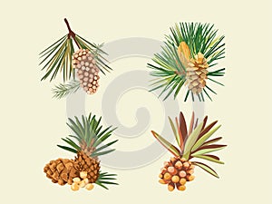 Nutty Elegance - Illustration of Pine Nuts