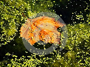 Orechový zlatý javor list v rybník 