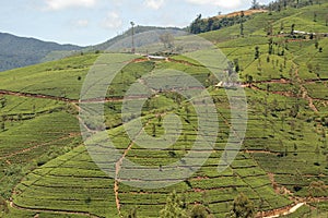 Nuwara Eliya (green cool city) is the best known tea-growing district of Sri Lanka