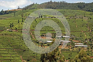 Nuwara Eliya (green cool city) is the best known tea-growing district of Sri Lanka