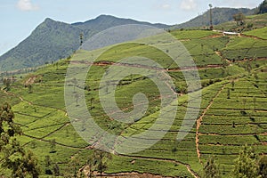 Nuwara Eliya is the best known tea-growing district of Sri Lanka