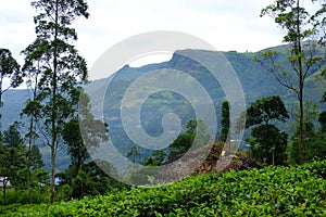 Nuwara Eliya tea plantations. Sri lanka