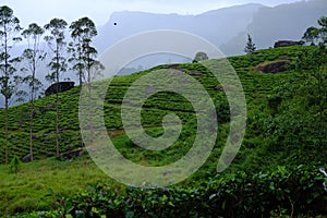 Nuwara Eliya tea plantations. Sri lanka
