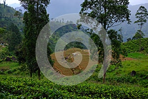 Nuwara Eliya tea plantations. Sri lanka