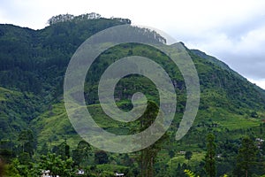 Nuwara Eliya tea plantations. Sri lanka