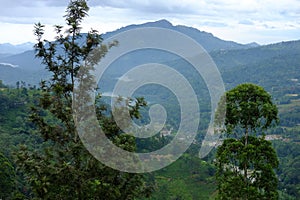 Nuwara Eliya tea plantations. Sri lanka