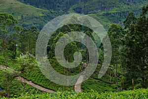 Nuwara Eliya tea plantations. Sri lanka