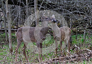 Nuzzling Deer