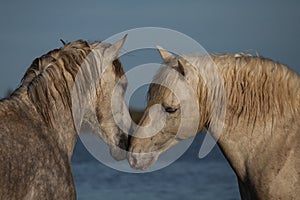Nuzzling stallions, Camargue, France