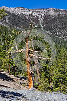 NV-Humboldt-Toiyabe National Forest-Spring Mountains National Recreational area-Mt. Charleston