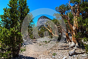 NV-Humboldt-Toiyabe National Forest-Spring Mountains National Recreational area-Mt. Charleston