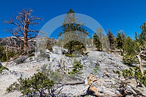 NV-Humboldt-Toiyabe National Forest-Spring Mountains National Recreational area-Mt. Charleston
