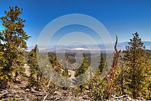 NV-Humboldt-Toiyabe National Forest-Spring Mountains National Recreational area-Mt. Charleston photo