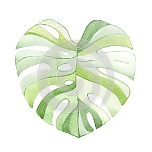 Watercolor drawing of a monstera leaf. Isolated on a white background. stylized drawing of a tropical plant. Design element for t photo