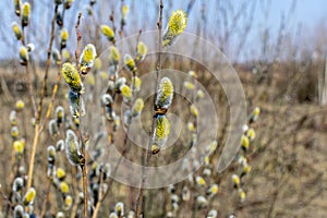 Willow bloom in early spring