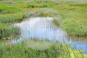 NWT Cley Marshes, Norfolk, England