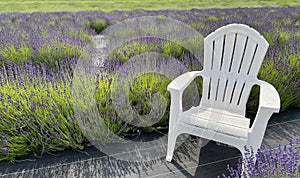 Beautiful purple lavender blooming in the field in Long Island, New York