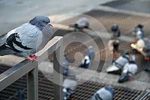 NY Pigeons