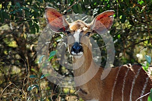 Nyala