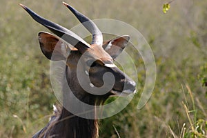 Nyala photo