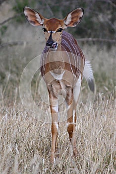 Nyala