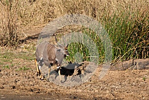 Nyala