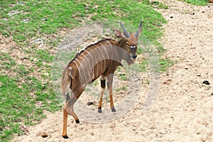 Nyala