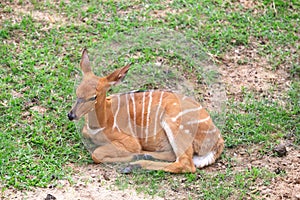 Nyala