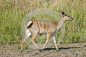 Nyala in African savanna environment, South Africa