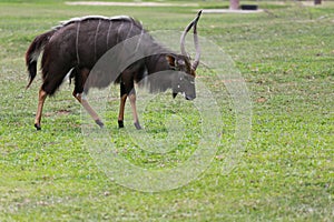 Nyala of animal in safari,African deer in Meadow.