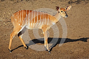 Nyala antelope photo