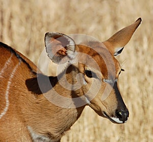 Nyala Antelope photo