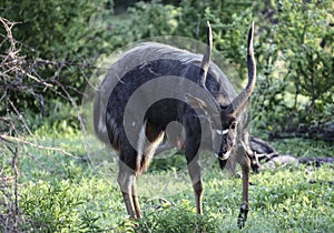 Nyala antelope is an African screw -horned hoofed animal