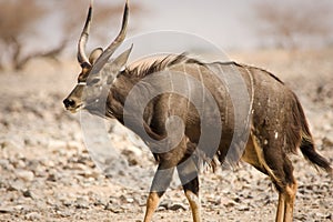 Nyala antelope on desert