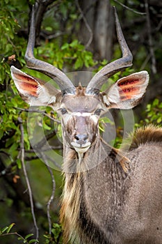 Nyala antelope, Kruger National Park, South Africa