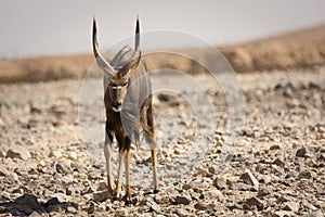 Nyala antelope male