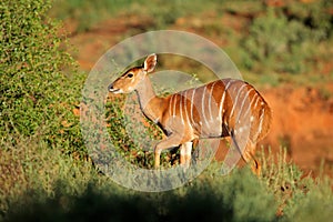 Nyala antelope in natural habitat