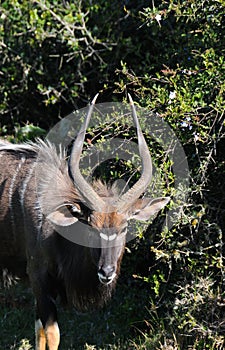 Nyala antelope at Port Elizabeth game park, South Africa