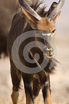 Nyala antelope portrait